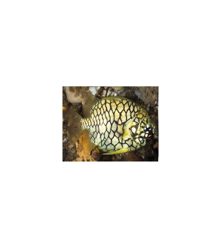 Cleidopus Gloriamaris